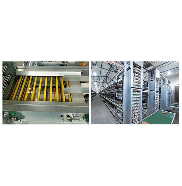 自贡蛋鸡集蛋系统