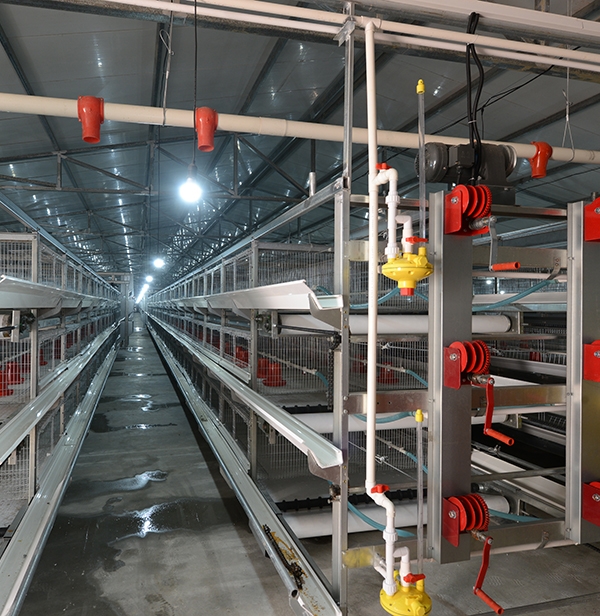 铁岭肉鸡装备厂家