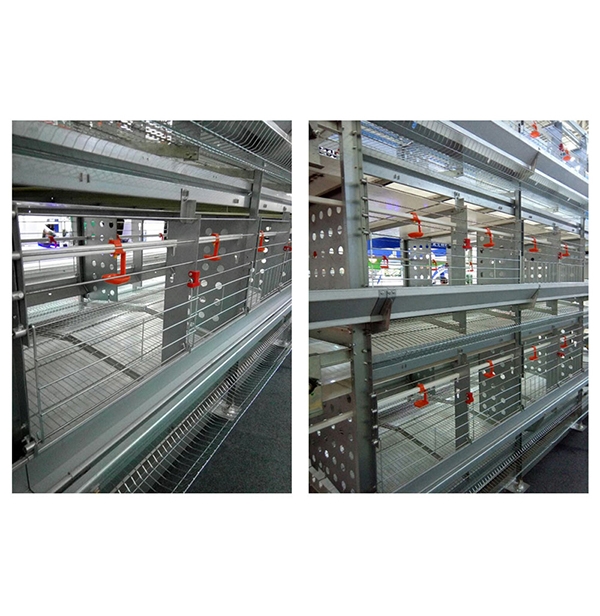 自贡层叠式种鸡笼养装备