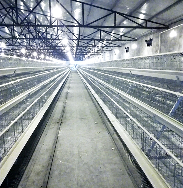 自贡全自动养鸡装备供应商