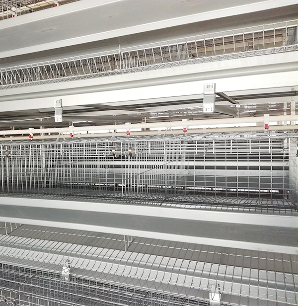 铁岭肉鸡装备供应商